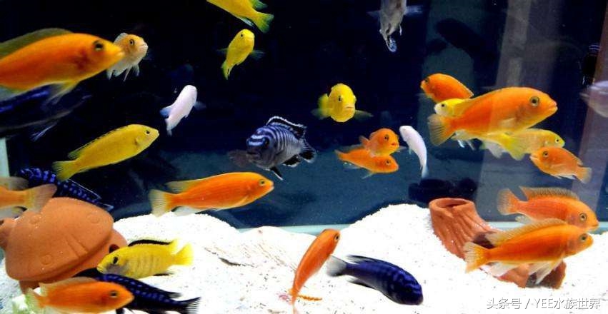 新手网上买鱼好吗,在网上买鱼要注意什么