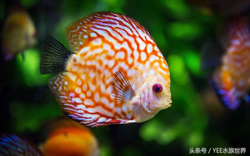 新手网上买鱼好吗,在网上买鱼要注意什么