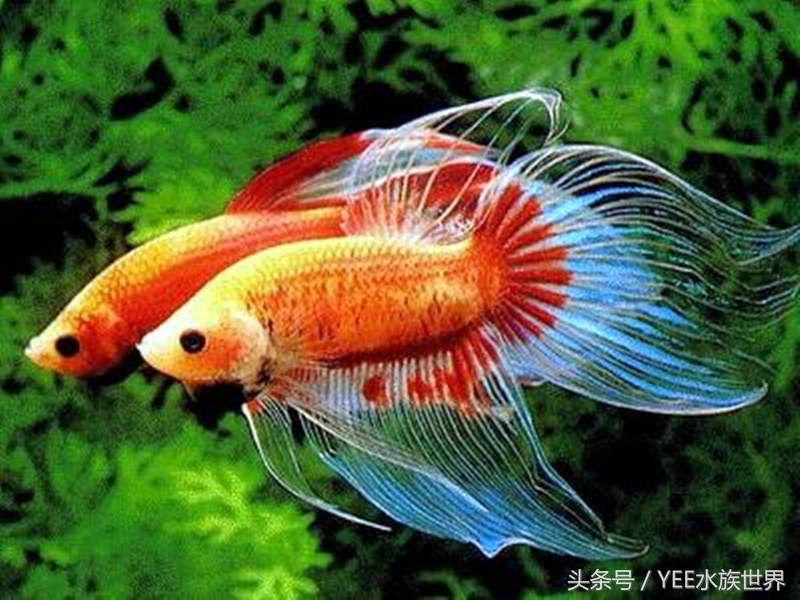 新手网上买鱼好吗,在网上买鱼要注意什么