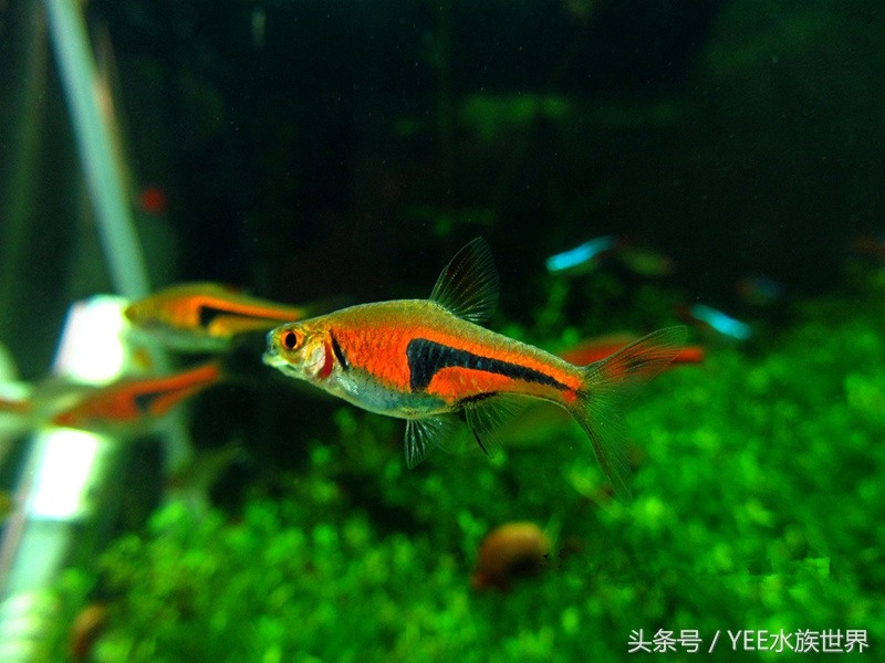 新手网上买鱼好吗,在网上买鱼要注意什么