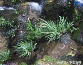 农村小溪边这种野草,曾经孩子们用来换零花钱,好多人不认识