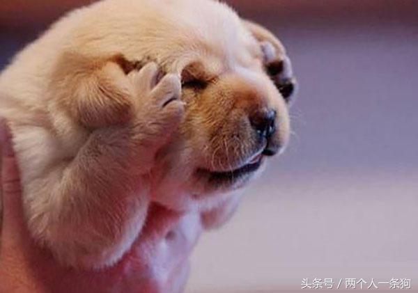 狗过量吃盐,狗摄入多少杏仁有危险