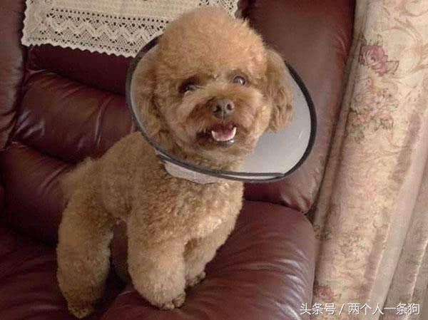 狗过量吃盐,狗摄入多少杏仁有危险