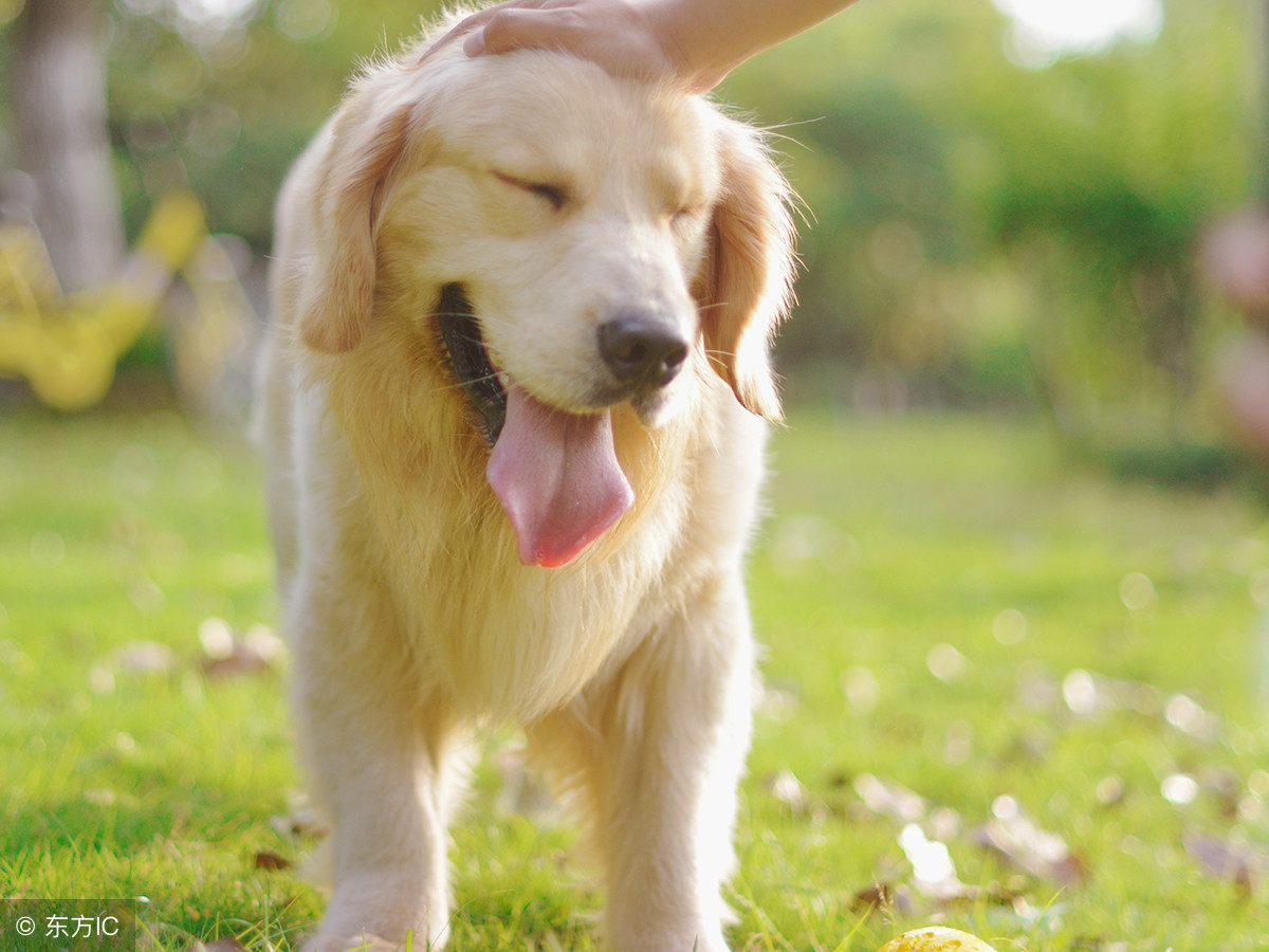 金毛狗身上的跳蚤如何清除,金毛狗身上长跳蚤用什么药