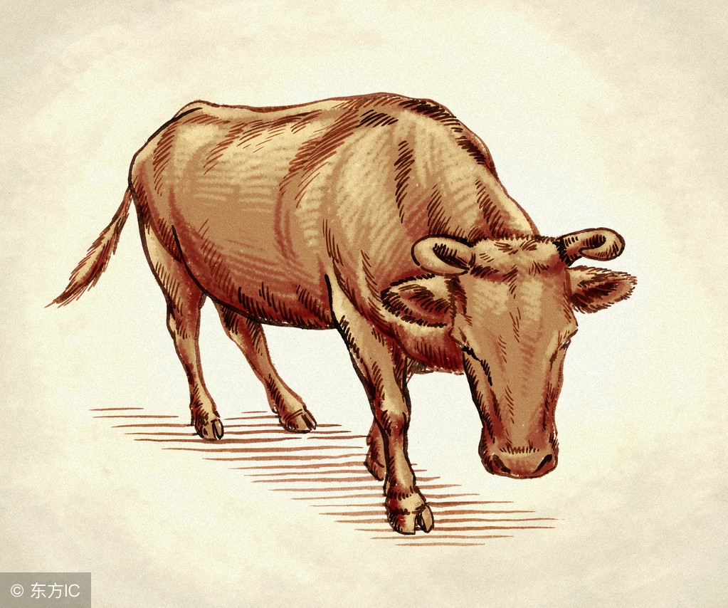 73年的牛暴富好运连连,73牛一生中较好的年份有哪些