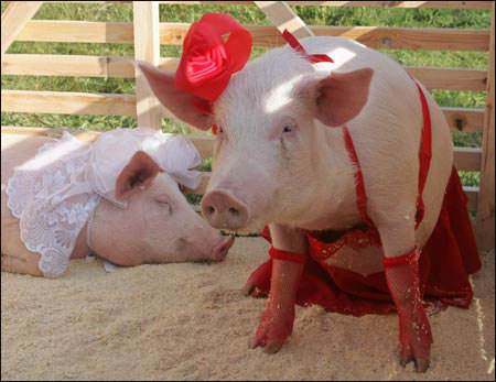 猪组成球队与天之骄子的足球比赛