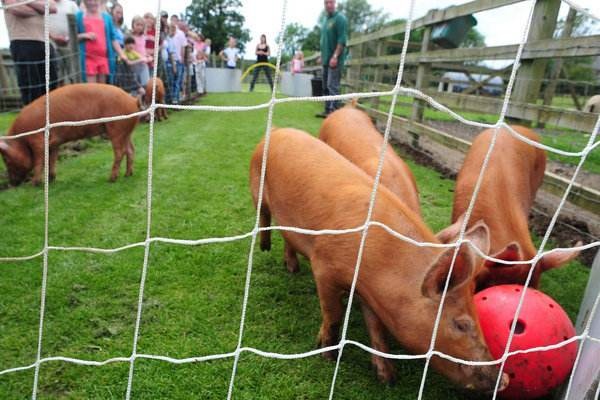 猪组成球队与天之骄子的足球比赛