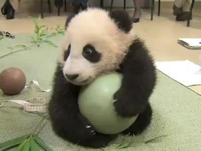 猪组成球队与天之骄子的足球比赛