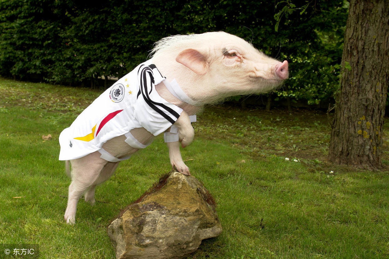 猪组成球队与天之骄子的足球比赛