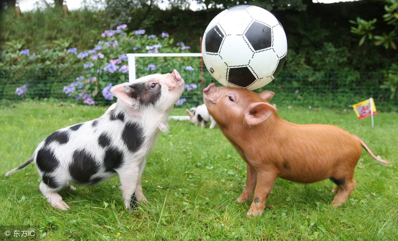 猪组成球队与天之骄子的足球比赛