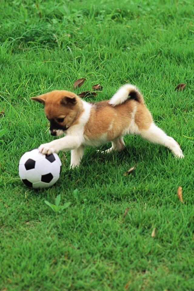 猪组成球队与天之骄子的足球比赛