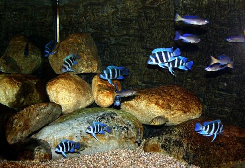 大鱼缸养各种鱼,大鱼缸养动物