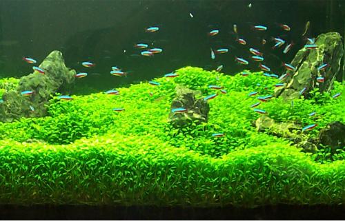 大鱼缸养各种鱼,大鱼缸养动物