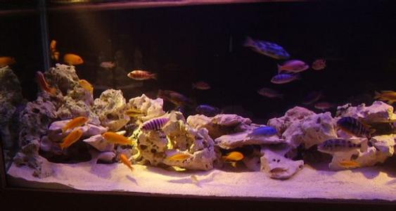 大鱼缸养各种鱼,大鱼缸养动物