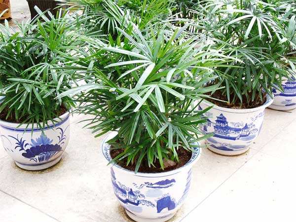 棕竹盆景的做法,棕竹盆景养护方法