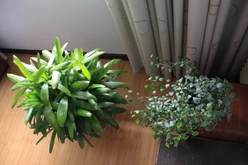 棕竹盆景的做法,棕竹盆景养护方法