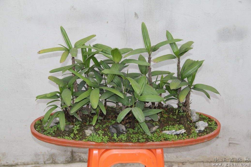 棕竹盆景的做法,棕竹盆景养护方法