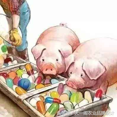 一头母猪原版,一头猪表白