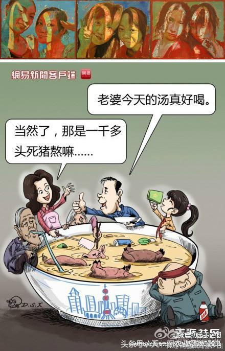 一头母猪原版,一头猪表白