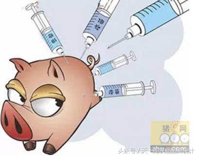 一头母猪原版,一头猪表白