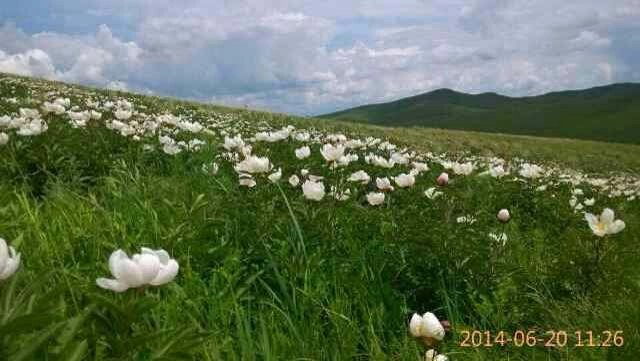 拍摄狼图腾的草原,狼图腾摄影地