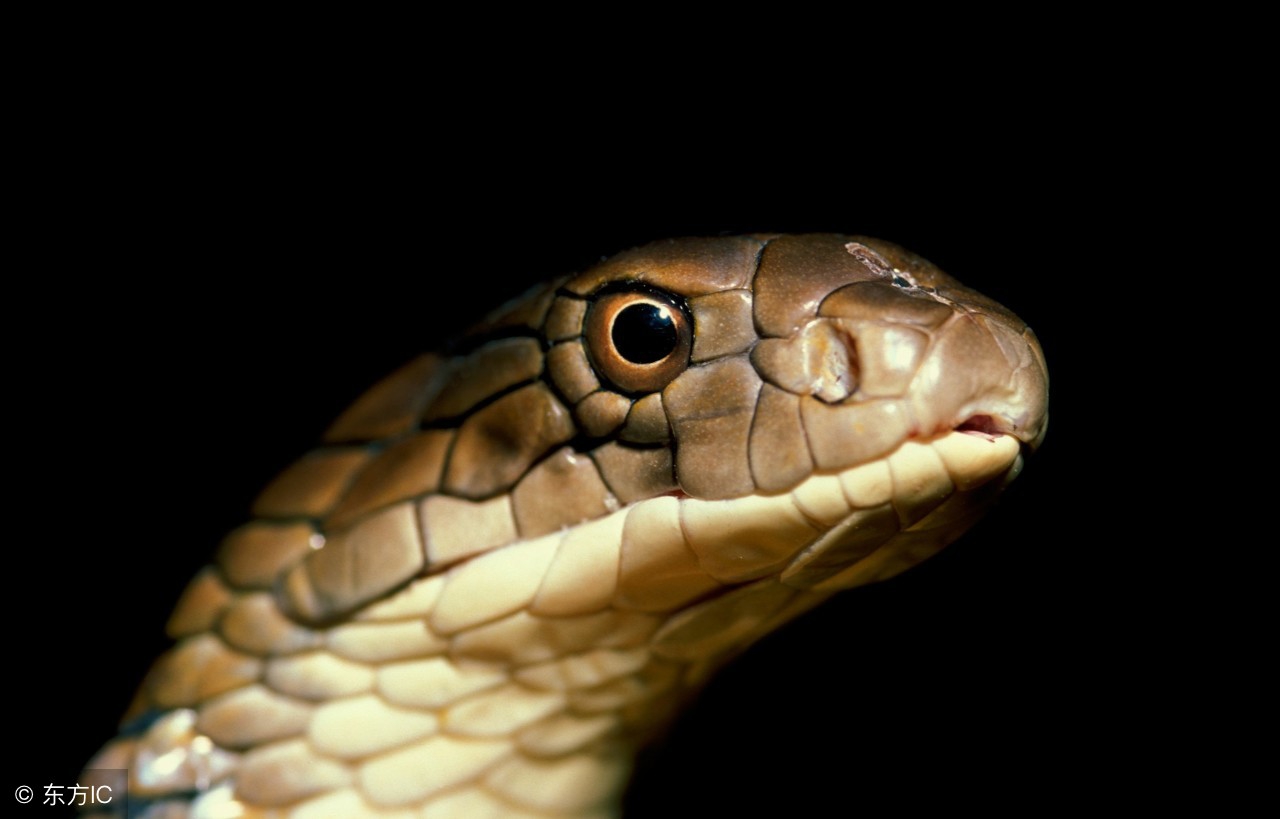 毒蛇咬伤外用哪些中草药,被毒蛇咬伤有哪些民间中草药