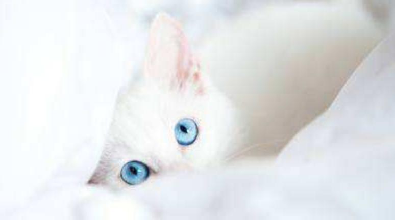 猫咪养得好的特征有哪些,养猫咪致命的错误