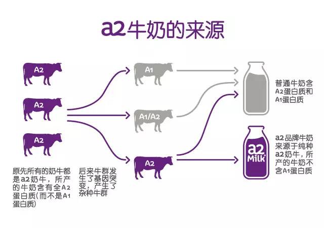 a2奶粉牛奶过敏宝宝可以吃吗,a2奶粉不是美国的吗