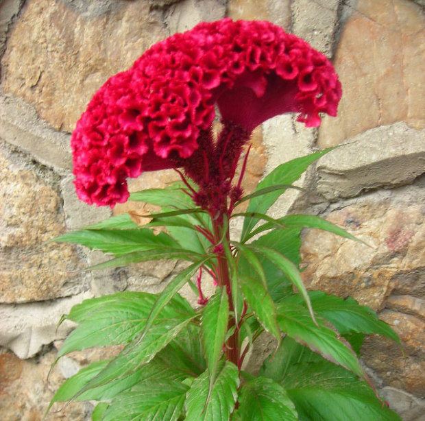 农村什么野草治白带,农村哪些野草可以治妇科炎症