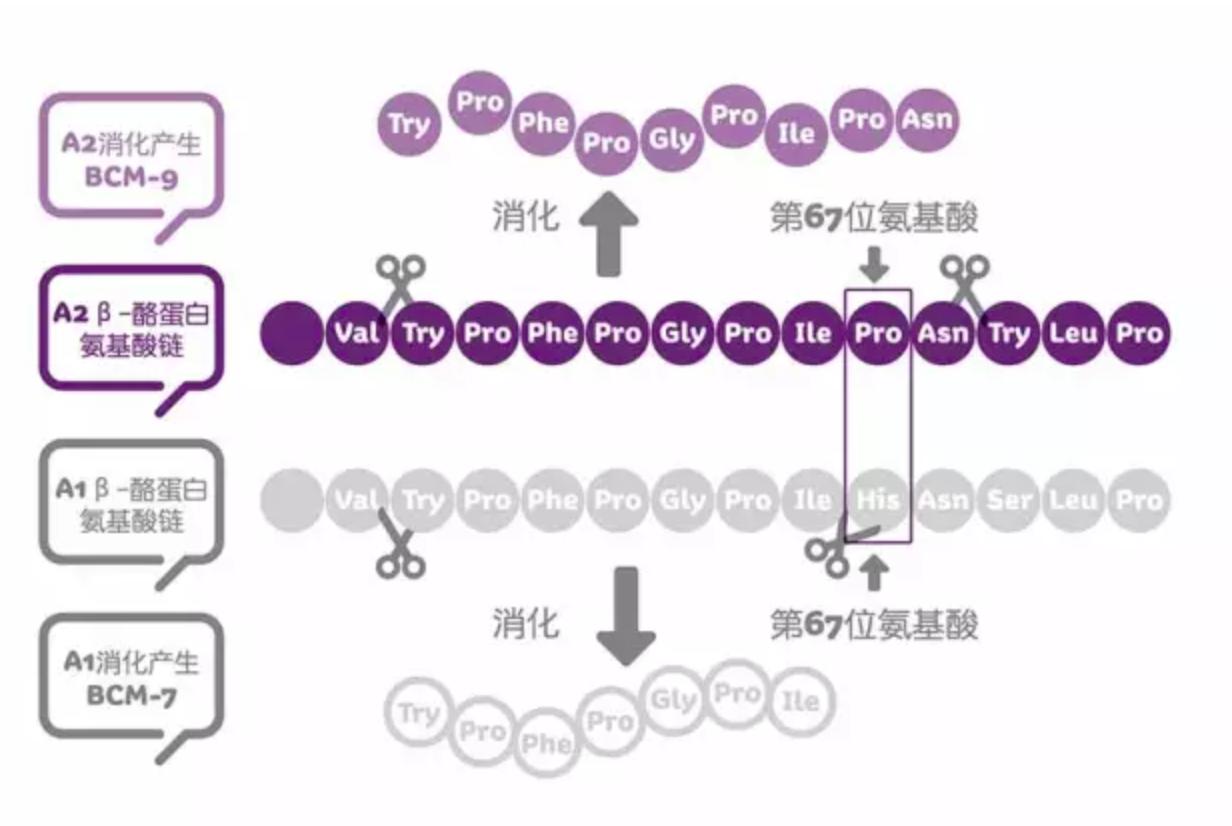 a2奶粉牛奶过敏宝宝可以吃吗,a2奶粉不是美国的吗