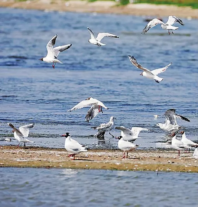 早啊新闻来了完整版,早啊新闻来了手机版怎么下载