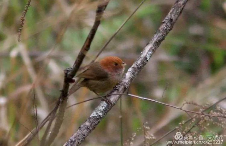 观鸟最佳路线,观鸟线路推荐