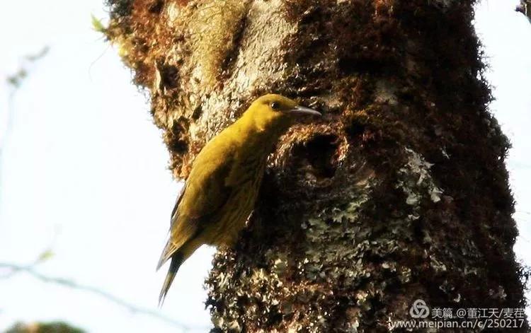 观鸟最佳路线,观鸟线路推荐