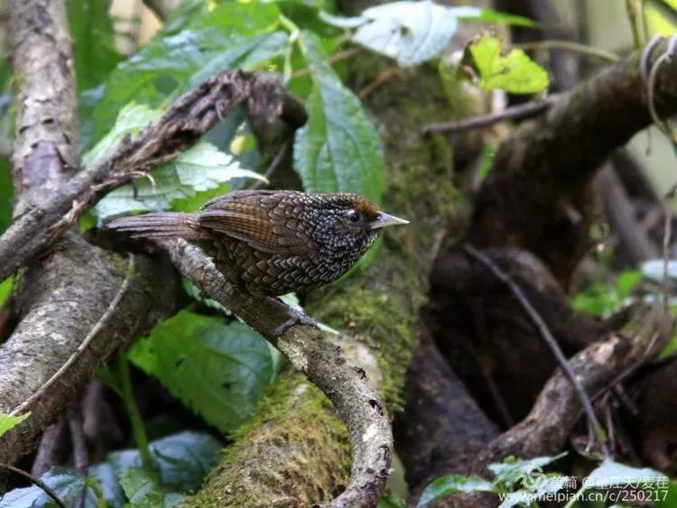 观鸟最佳路线,观鸟线路推荐