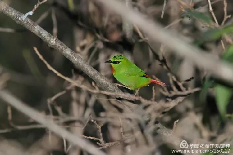 观鸟最佳路线,观鸟线路推荐