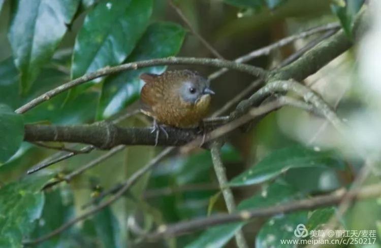 观鸟最佳路线,观鸟线路推荐