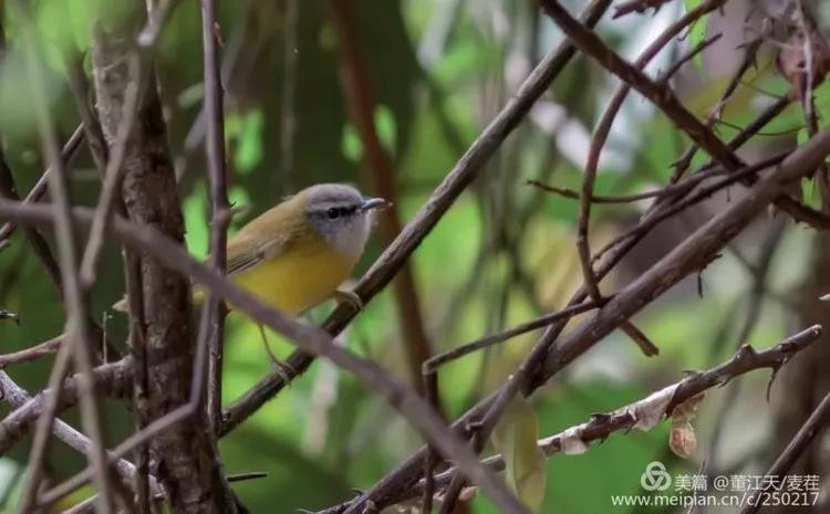 观鸟最佳路线,观鸟线路推荐