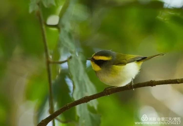 观鸟最佳路线,观鸟线路推荐