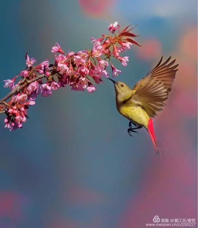 观鸟最佳路线,观鸟线路推荐