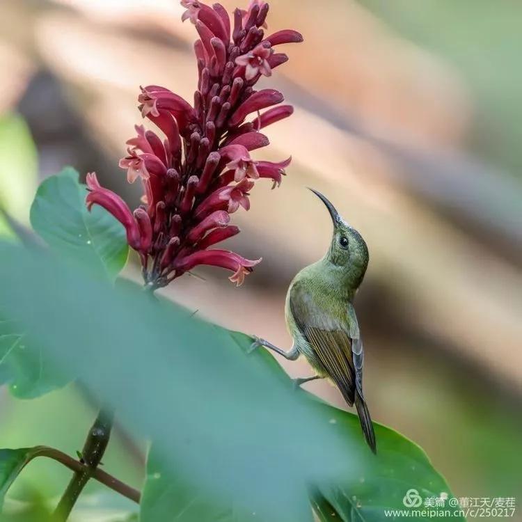 观鸟最佳路线,观鸟线路推荐