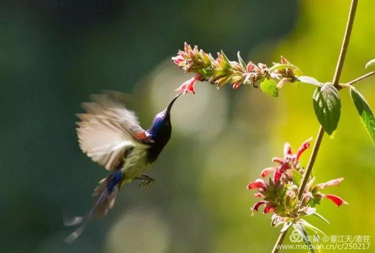 观鸟最佳路线,观鸟线路推荐