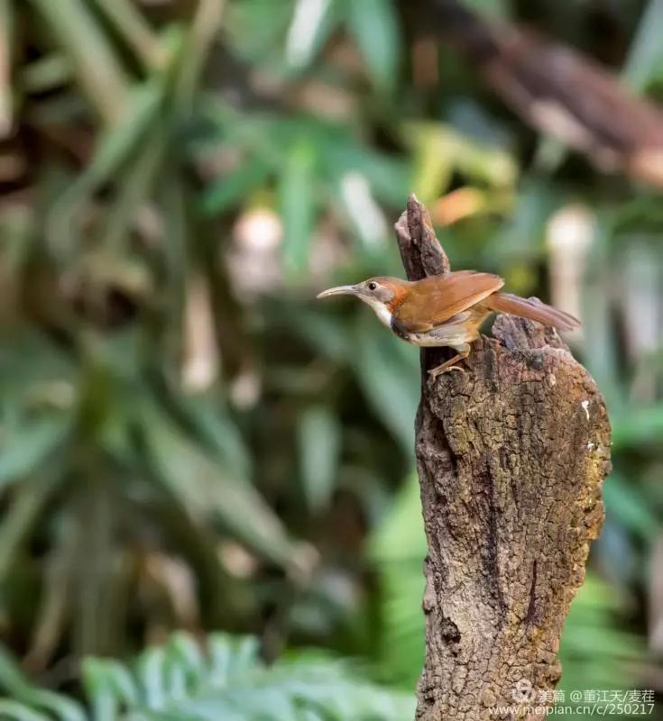 观鸟最佳路线,观鸟线路推荐
