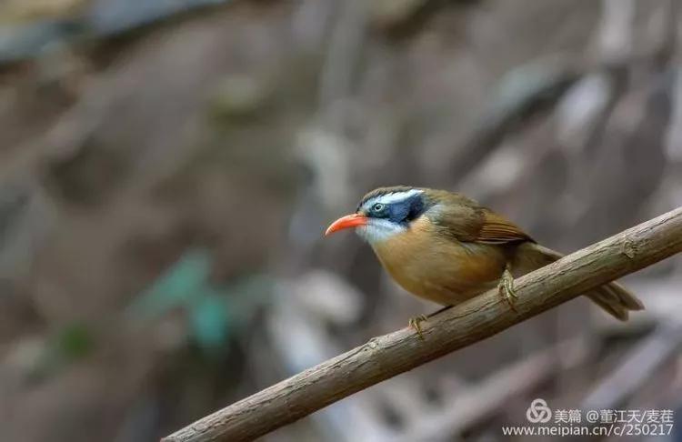 观鸟最佳路线,观鸟线路推荐
