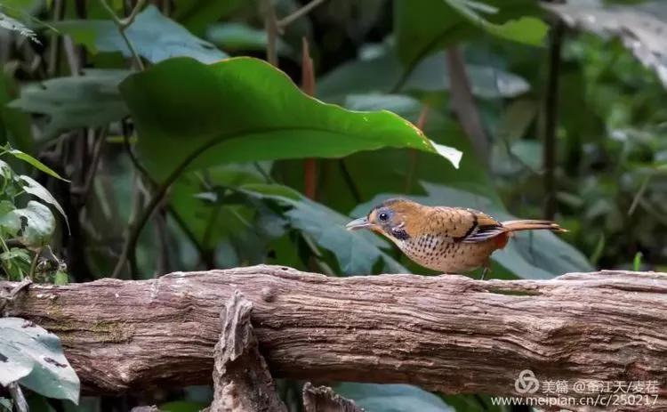 观鸟最佳路线,观鸟线路推荐