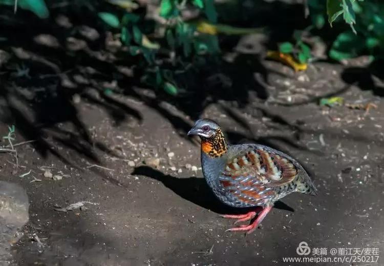 观鸟最佳路线,观鸟线路推荐
