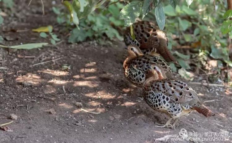 观鸟最佳路线,观鸟线路推荐
