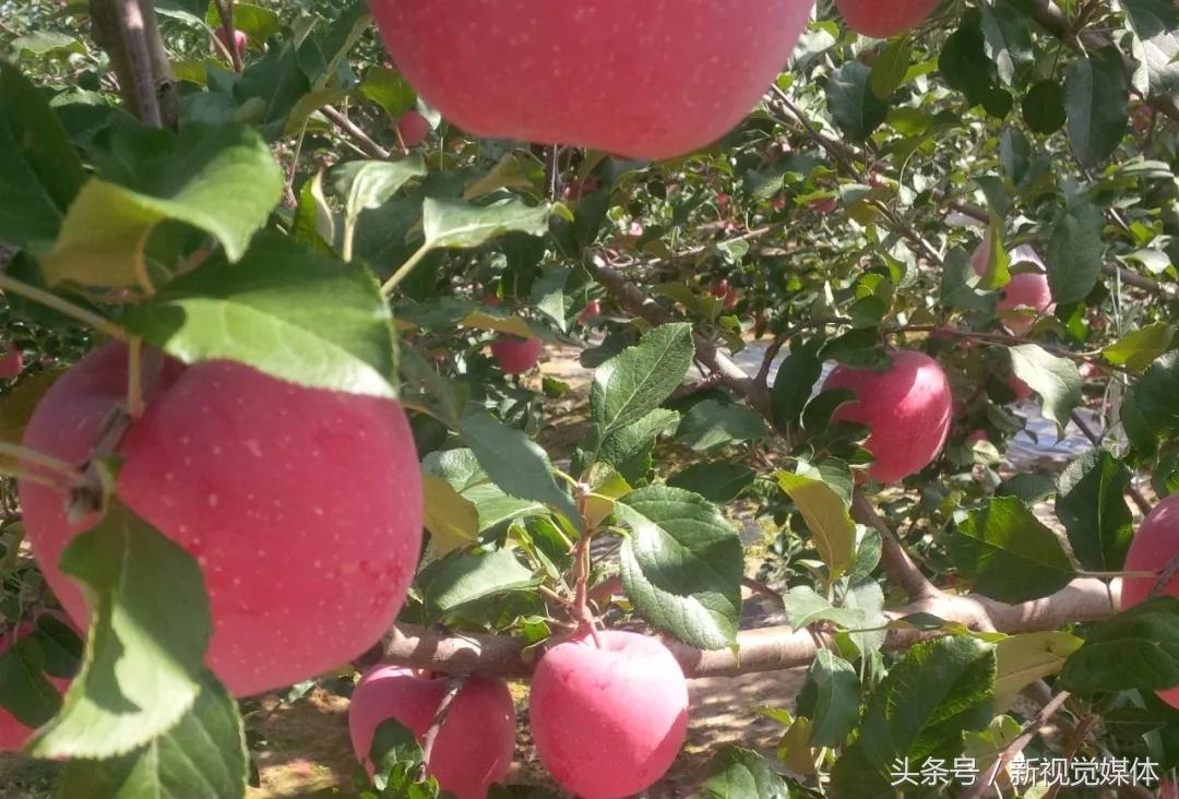 水果不好卖,果农急哭4000万斤苹果滞销