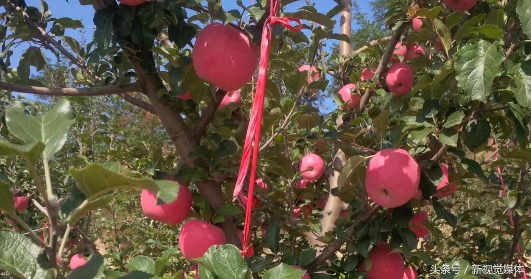 水果不好卖,果农急哭4000万斤苹果滞销