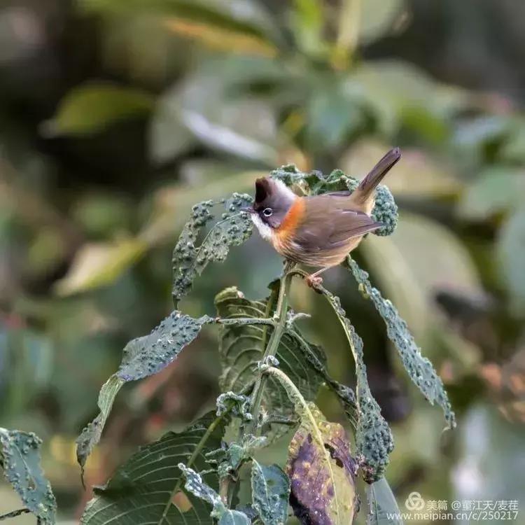 观鸟最佳路线,观鸟线路推荐