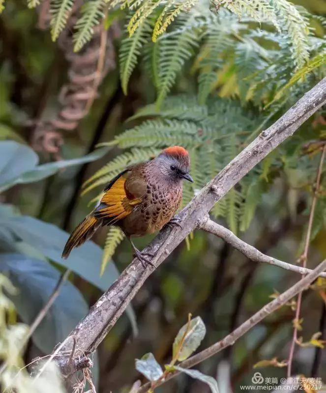 观鸟最佳路线,观鸟线路推荐